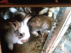 Породистые кролики и крольчата