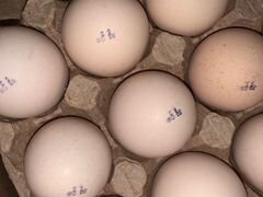 Инкубационное яйцо Бройлер Арбор Айкрез (Кобб700)