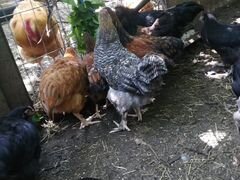 Цыплята 4 месяца, помесные с орпингтоном