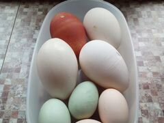 Яйца домашних кур и гусей