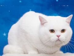 Британский котенок редкого окраса с родословной