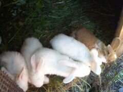 5 двухмесячных привитых крольчих