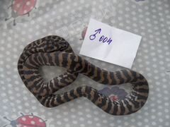 Продам змей