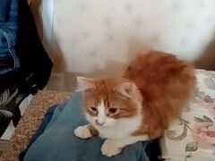 Рыжий кот в добрые руки