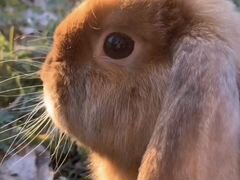 Кролик ищет крольчиху в Пушкине