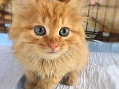 Рыжий котёнок с голубыми глазами ищет дом