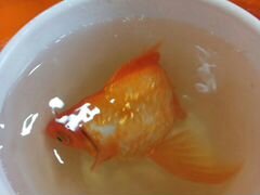 Золотая рыбка.размер с ладонь.не приняли наши рыбк
