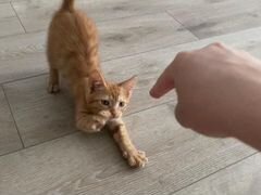 Котята в самые добрые руки