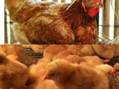 Курчата мясо яйчные вылуп 16 апреля
