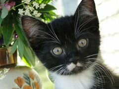 Котик от Кошки породы Невская Маскарадная