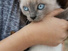 Котенок сиамский голубой глазый