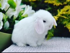 Вислоухие крольчата