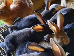 Кролики фландеры