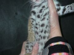 Алк или леопардовая кошка. alc