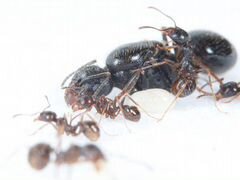 Messor Structor (муравей-жнец) опт/розница