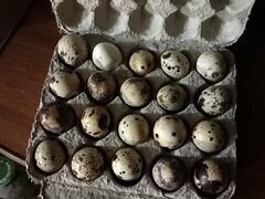 Яйца перепелов