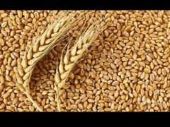 Ячмень пшеница мука
