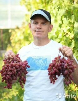 Саженцы винограда лучших сортов(вегетирующие)