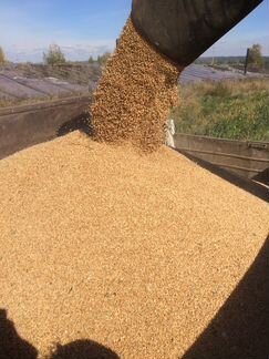 Пшеница, Ячмень, Овес 40 кг