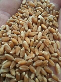 Пшеница 100тонн ячмень яровой 100тонн