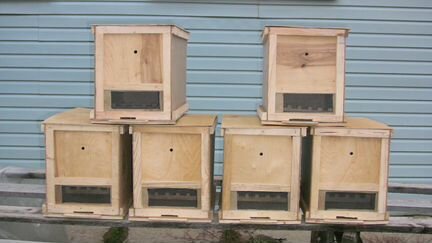 Пчелопакеты и пчелосемьи среднерусской породы