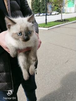 Нашли котёнка на Ленина возле городской библиотеки