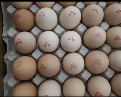 Инкубационные яйца, кобб 500, росс 308 чехия