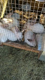 Продам кроликов породы калифорнийской