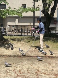 Выгуляем ваших голубей