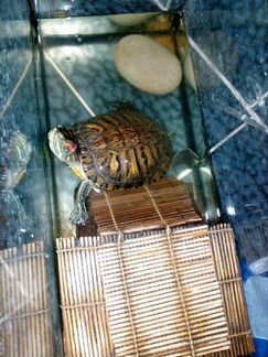 Черепаха водяная с аквариумом