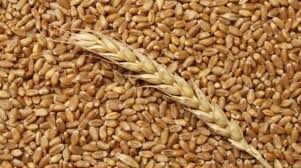 Зерно пшеницы