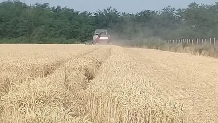 Пшеница кукуруза