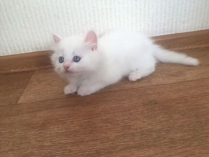 Котёнок белый сибирский