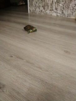Отдам черепаху