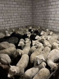 Овцы барашки