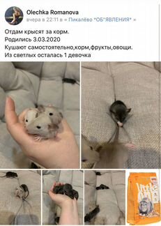 Крысята