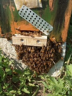Сниму рой пчёл. Дикие пчёлы. Пчеловод