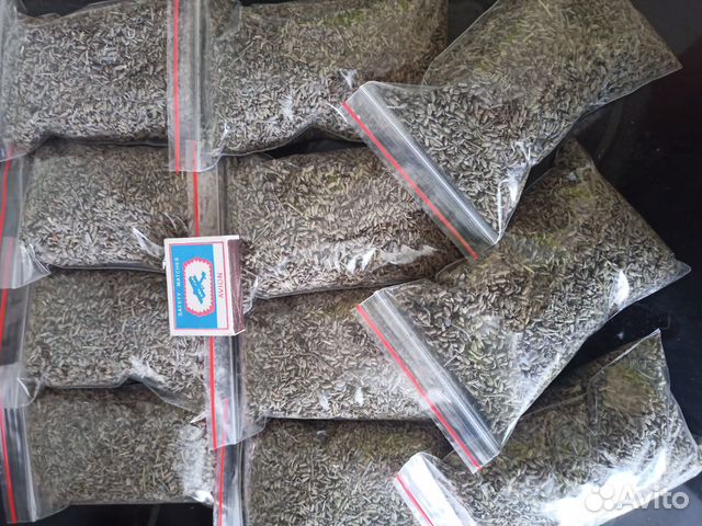 Цветки лаванды крымской