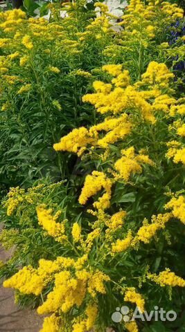 Золотарник мнолетник