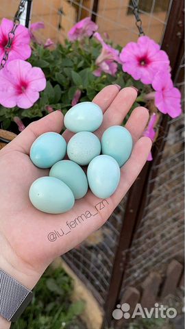 Инкубационное яйцо перепел Селадон (голубое яичко)