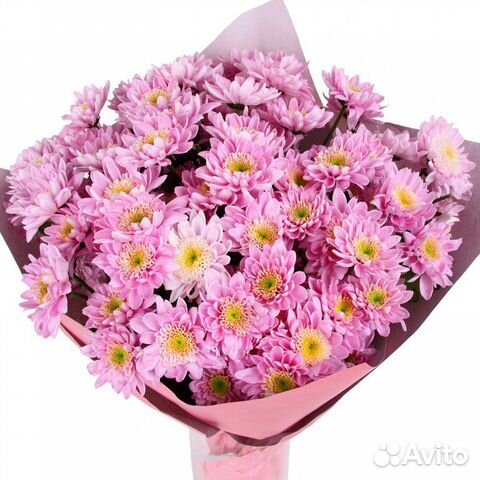 Букет из 15 хризантем Сигма