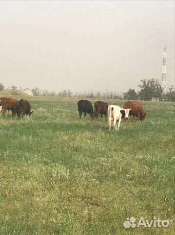 Бычки на доращивание