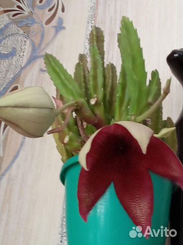 Стапелия, высота 20 см