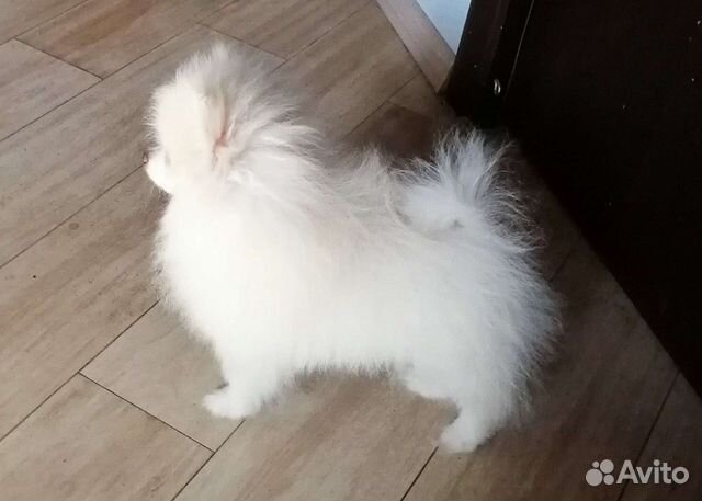 Авито Купить Собаку Шпиц Недорого