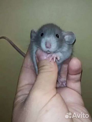 Дамбо крысята крыса,клетка,редкого окраса