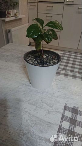 Кофе Арабика