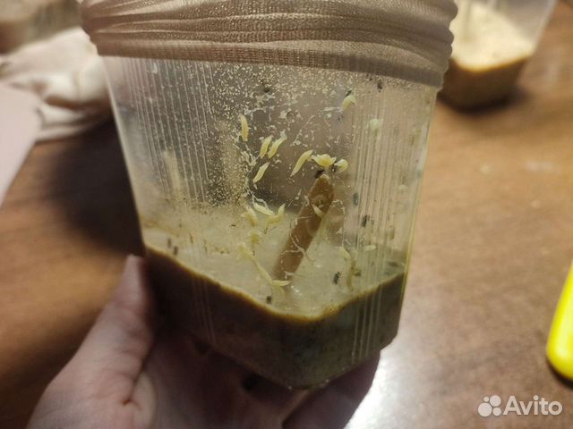 Дрозофила Хидея