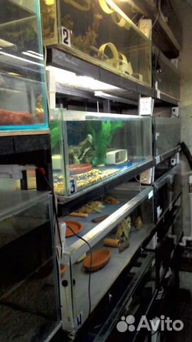 Стойки и рыбки аквариумные оптом