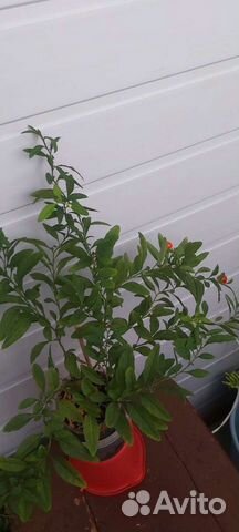 Соланум отросток