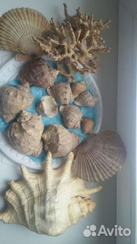 Морские ракушки